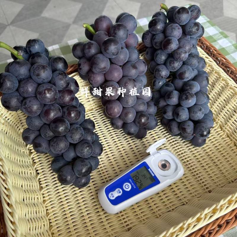 广西桂林兴安夏黑葡萄