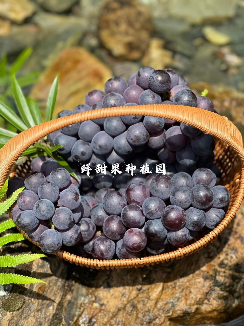 广西桂林兴安夏黑葡萄