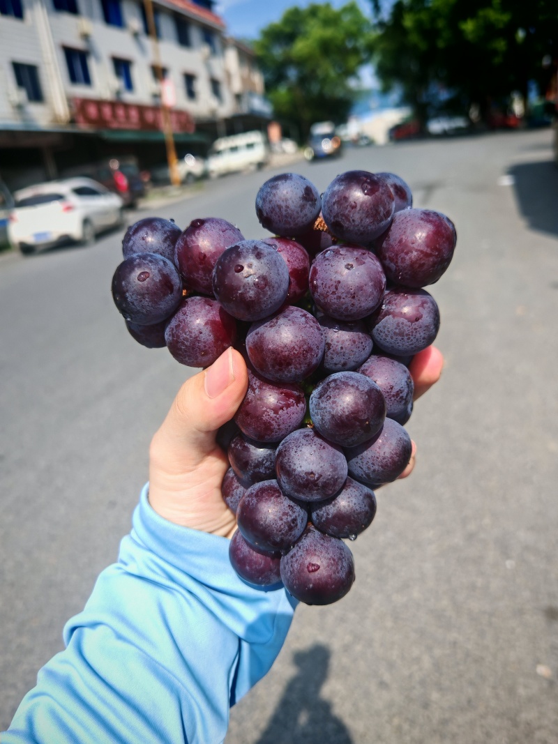 广西桂林兴安夏黑葡萄
