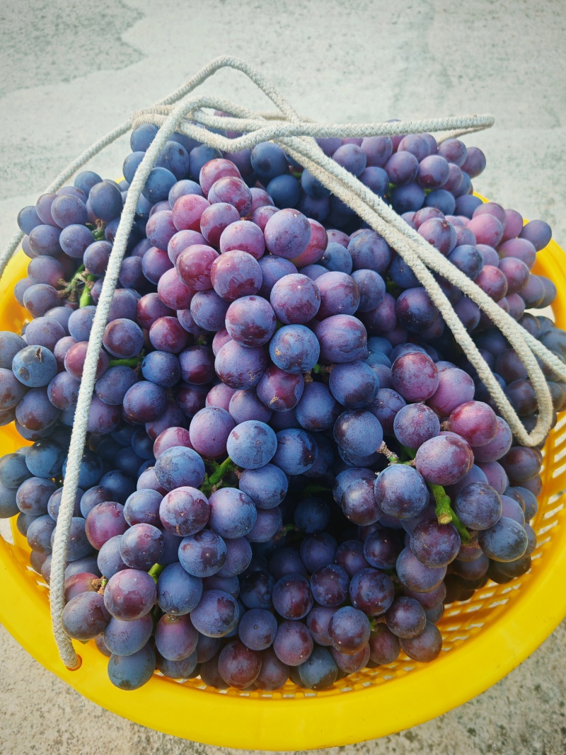 广西桂林兴安夏黑葡萄