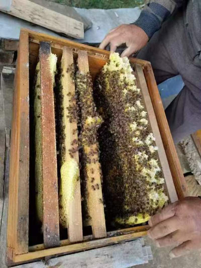 出售土蜂蜜