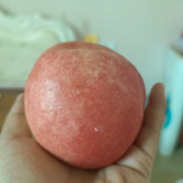 油桃20