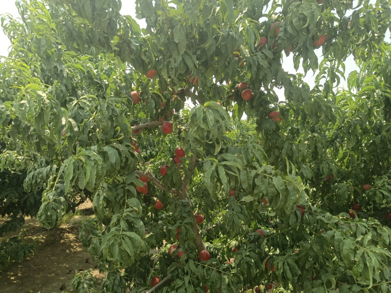 油桃20