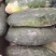 冬瓜新鲜自家种植