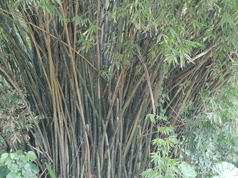 竹子