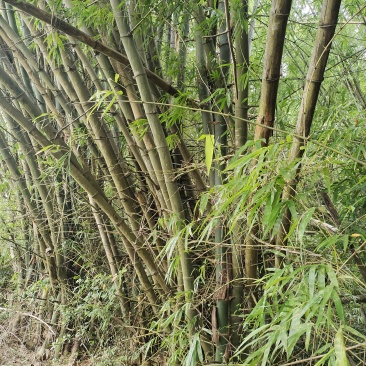 竹子