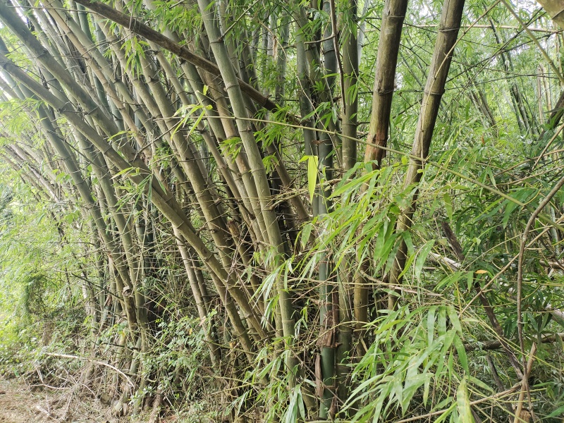 竹子