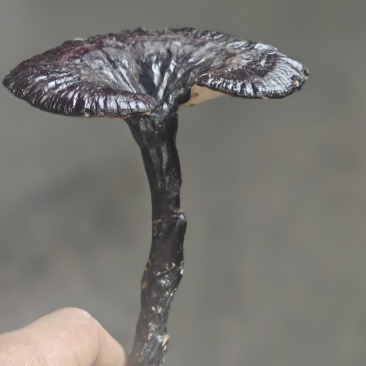 灵芝