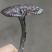 灵芝