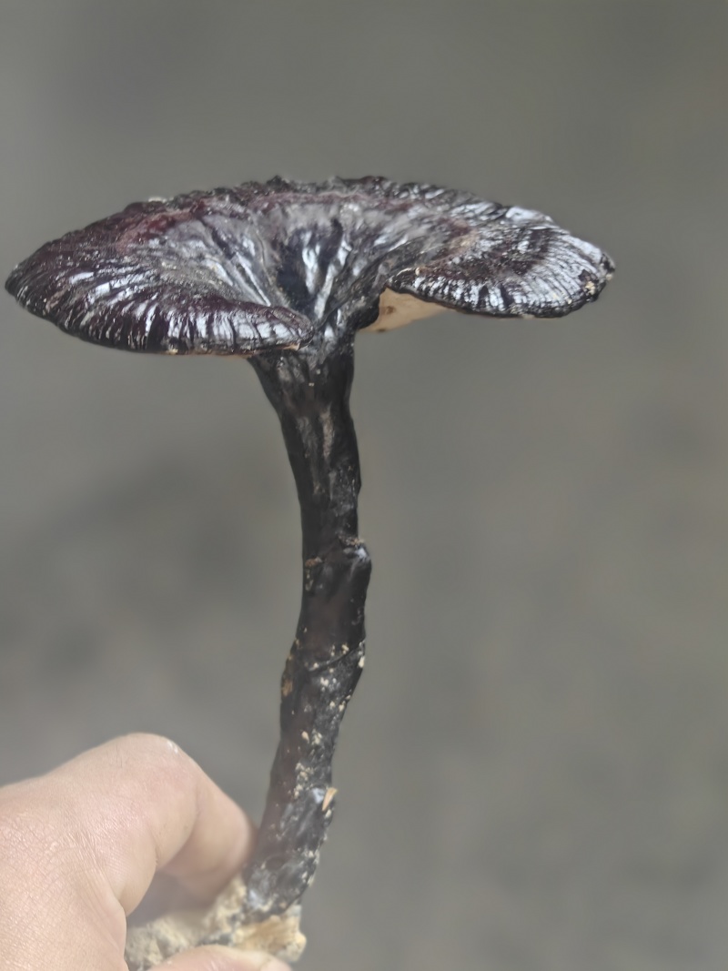 灵芝