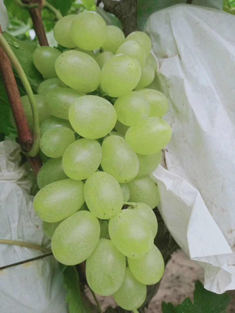 维多利亚青提大量上市