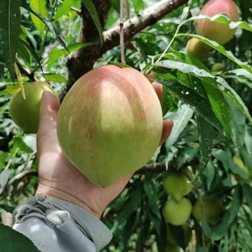 连平上坪鹰嘴蜜桃