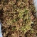 出售鲜花椒，红的5.6.青椒3.6