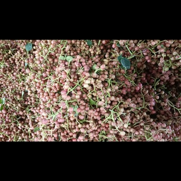 出售鲜花椒，红的5.6.青椒3.6