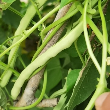 豆角