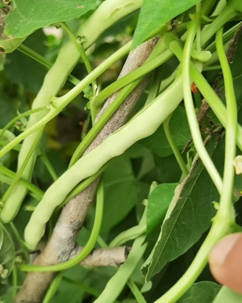 豆角