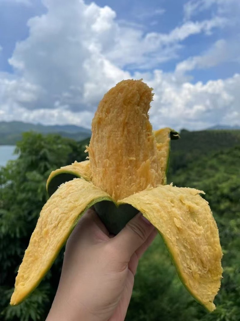 广西百色桂七芒果