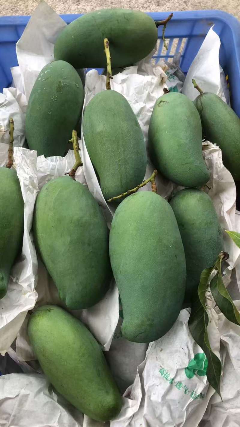 广西百色桂七芒果