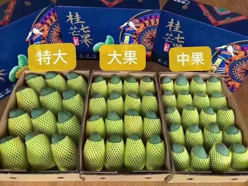 广西百色桂七芒果
