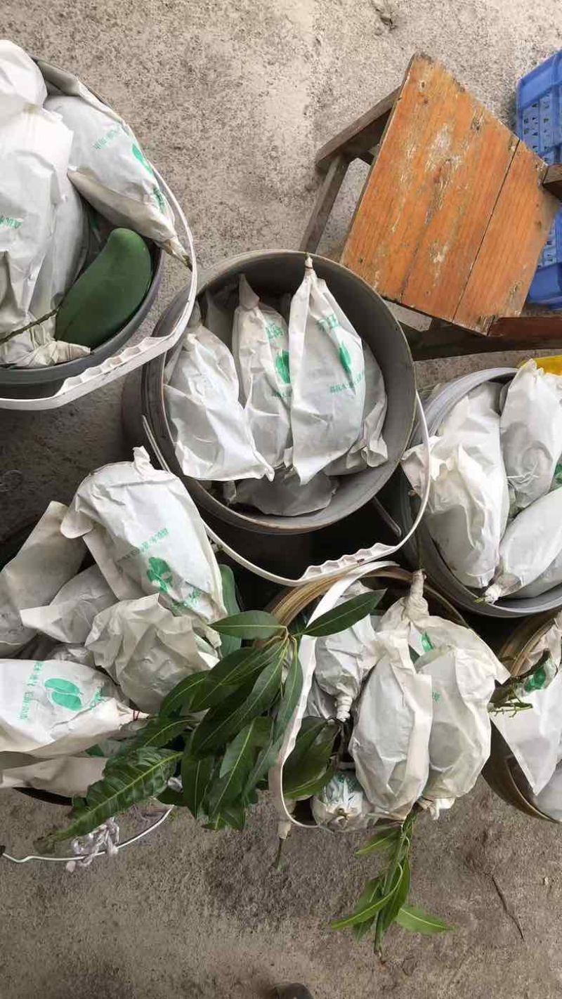 广西百色桂七芒果