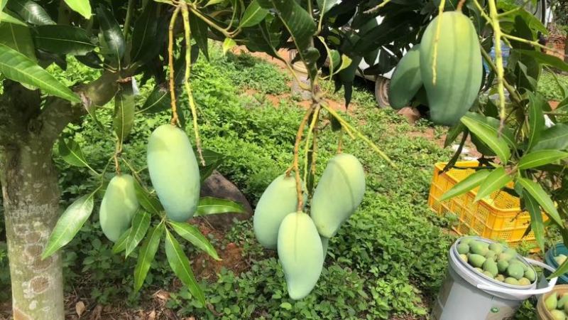 广西百色桂七芒果
