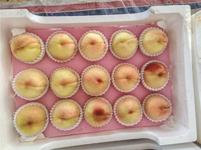 水蜜桃大量上市