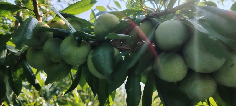 巫山脆李黄芯二号大量供货