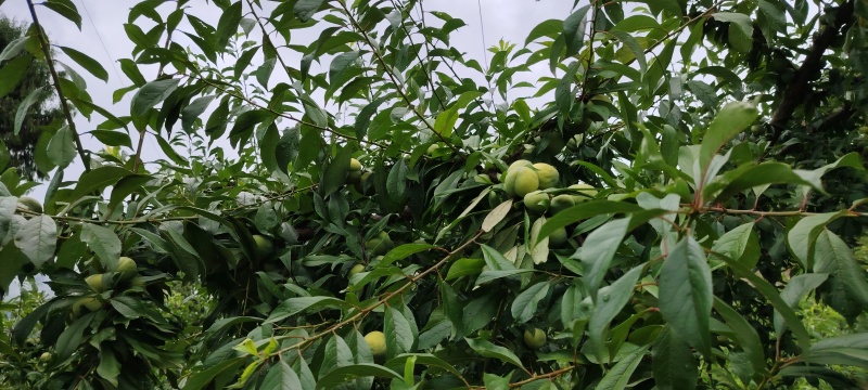 巫山脆李黄芯二号大量供货