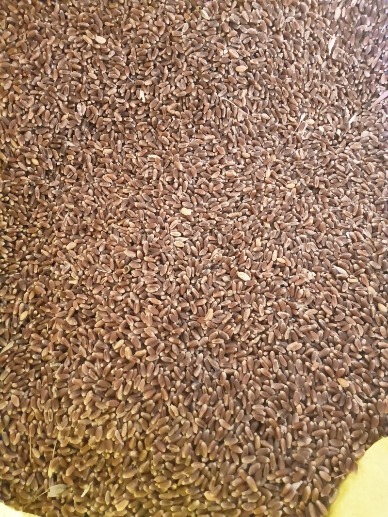 巧克力黑麦