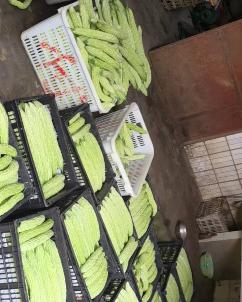 优质苦瓜