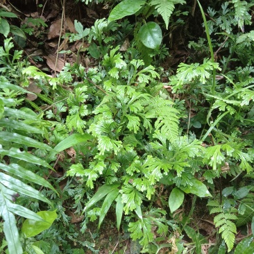 野生深绿卷柏