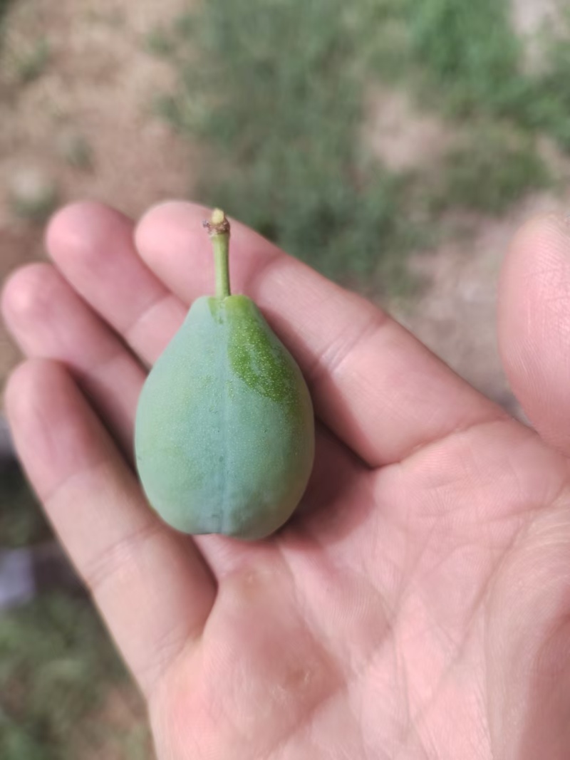 伽师新梅