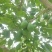 伽师新梅