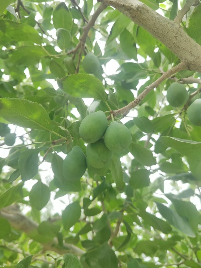 伽师新梅