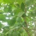 伽师新梅