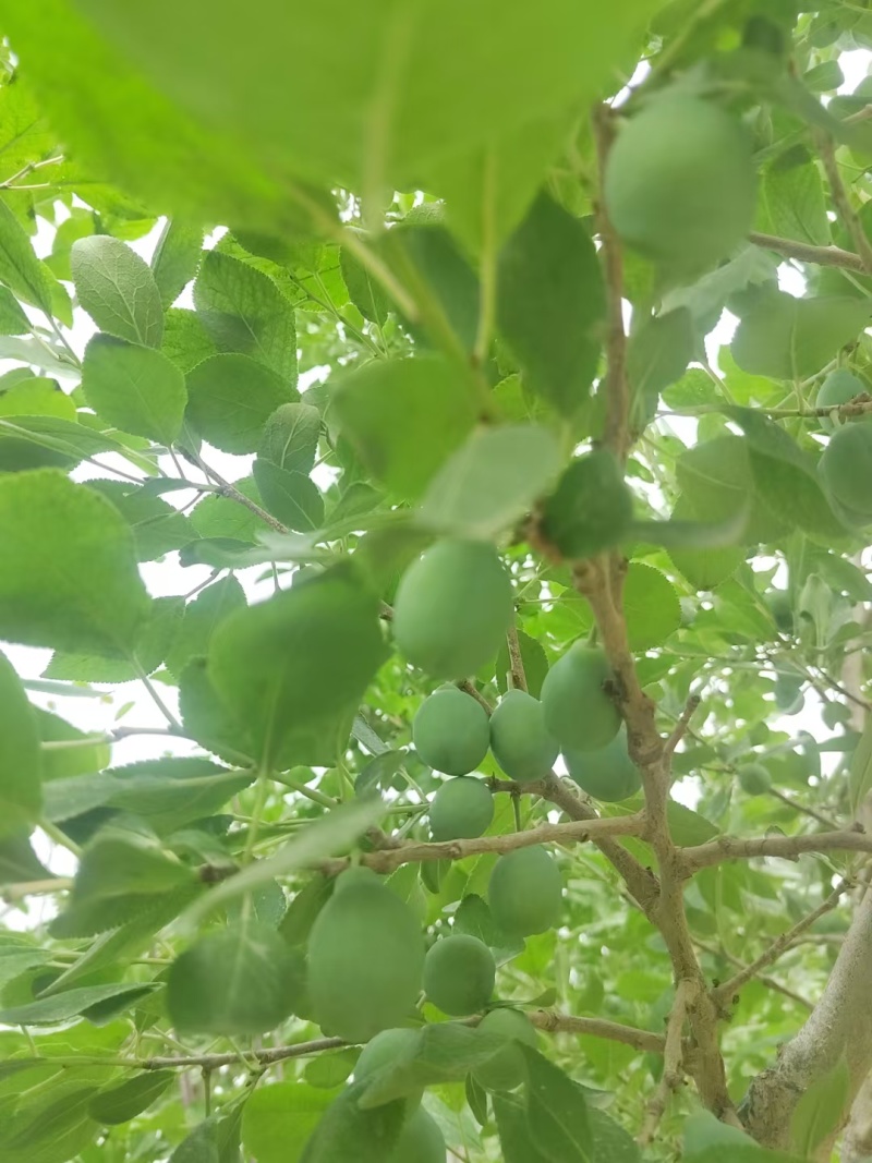 伽师新梅