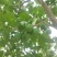 伽师新梅