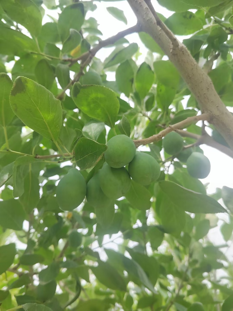 伽师新梅
