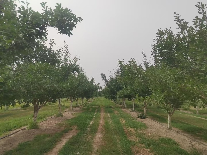 伽师新梅