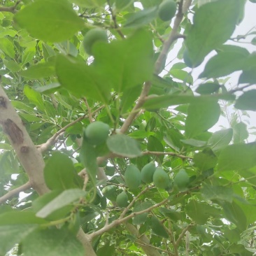 伽师新梅