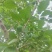 伽师新梅