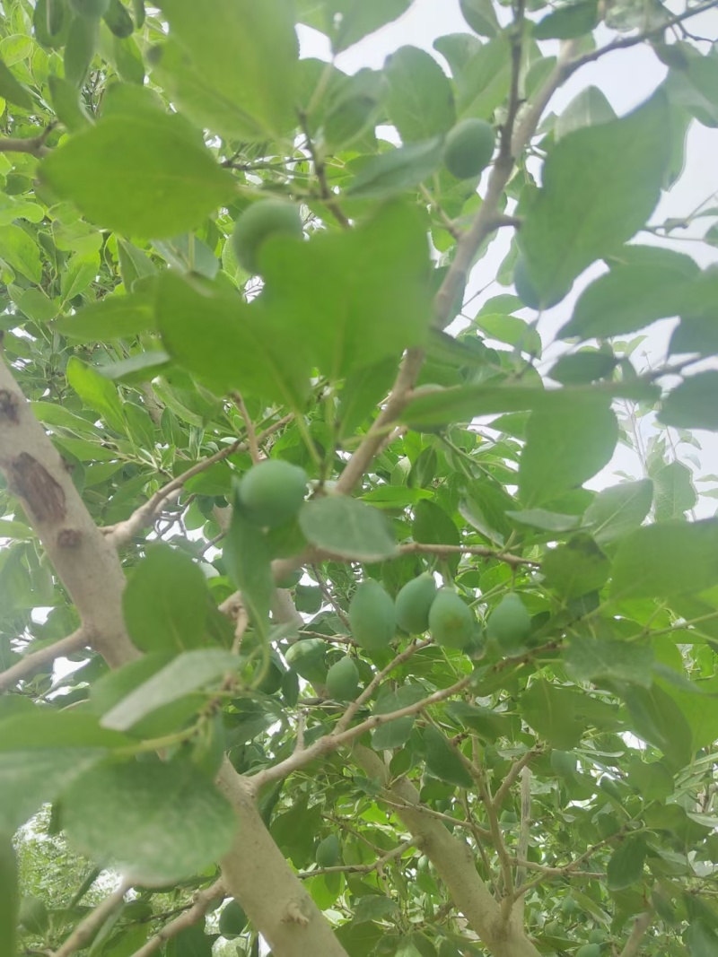 伽师新梅
