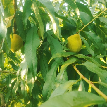 锦绣黄桃