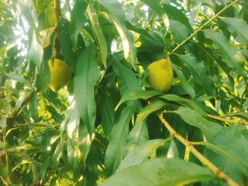 锦绣黄桃