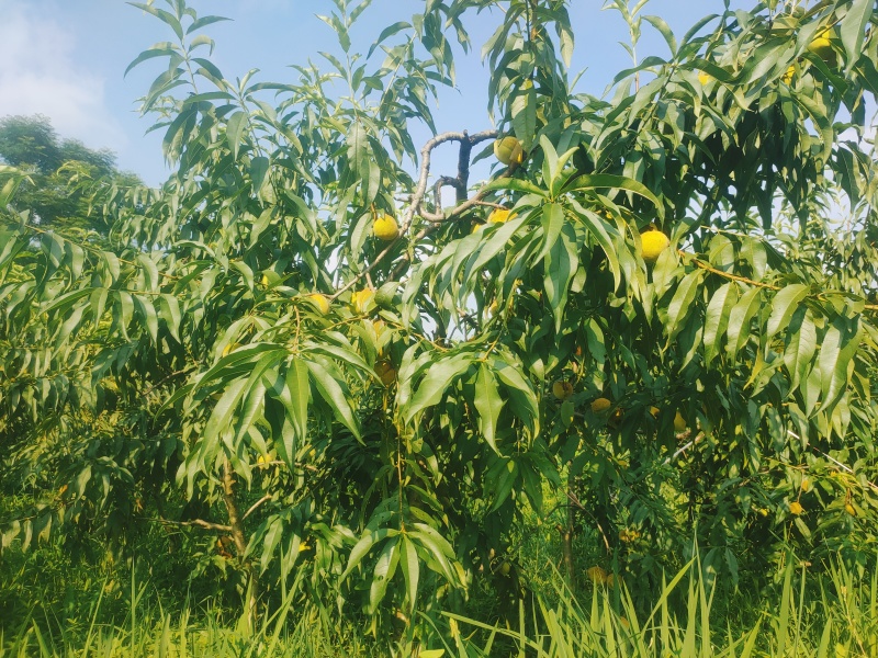 锦绣黄桃