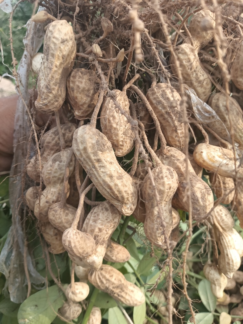 【推荐】小白沙鲜花生大白沙小鲁花湿花生大量批发市场电商档口加
