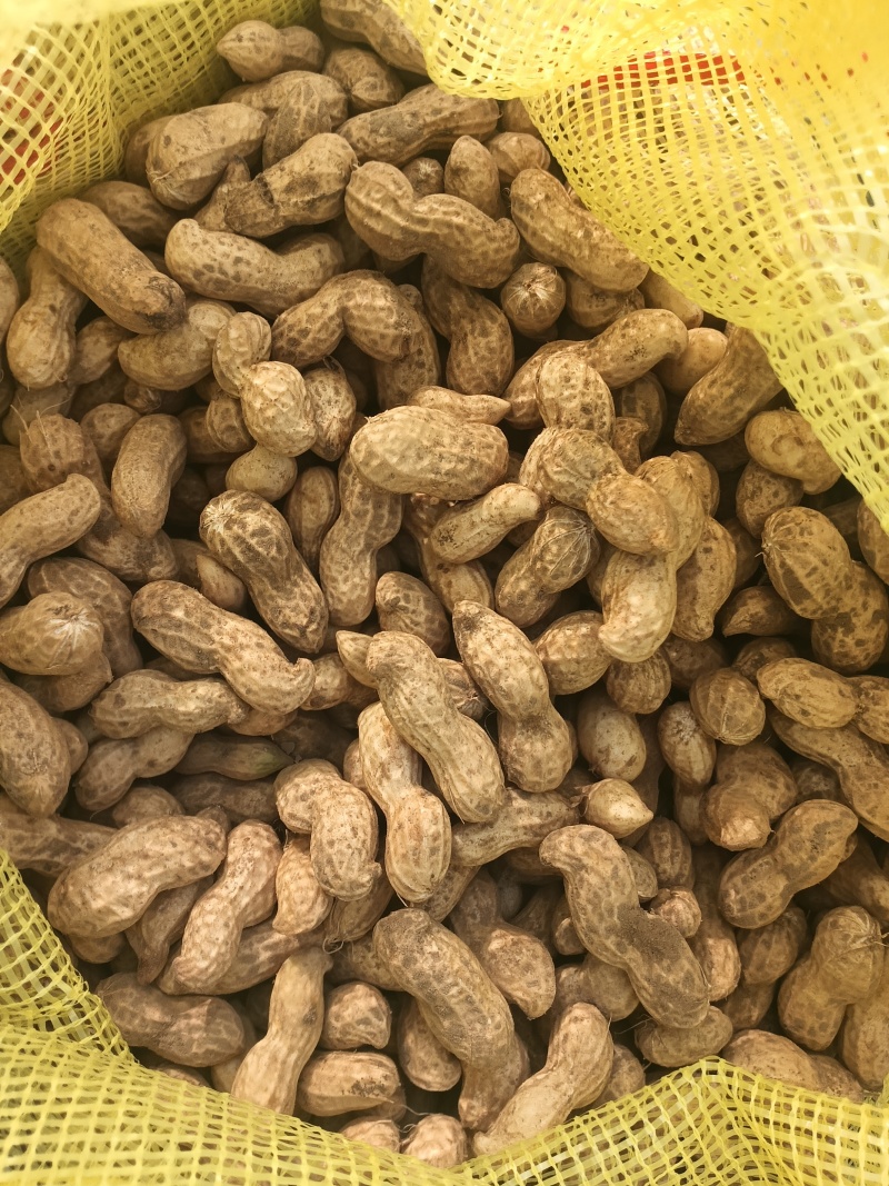 【推荐】小白沙鲜花生大白沙小鲁花湿花生大量批发市场电商档口加