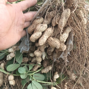 白沙花生精品开封大白沙鲜花生产地直发保质保量发货全国