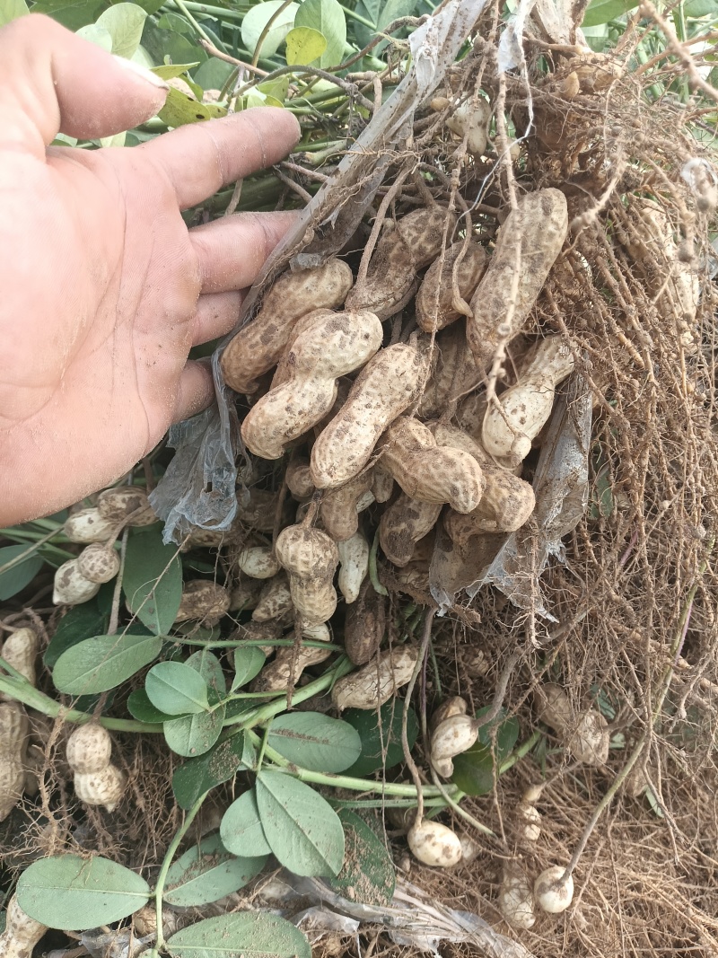 白沙花生精品开封大白沙鲜花生产地直发保质保量发货全国