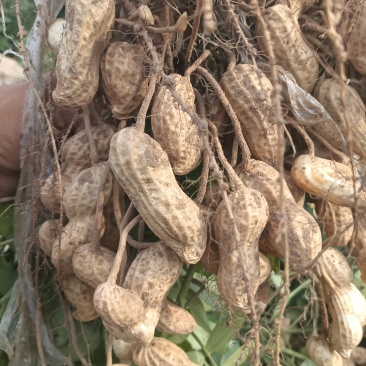 精品鲜花生，保质保量籽粒饱满，对接全国，电商市场超市档口